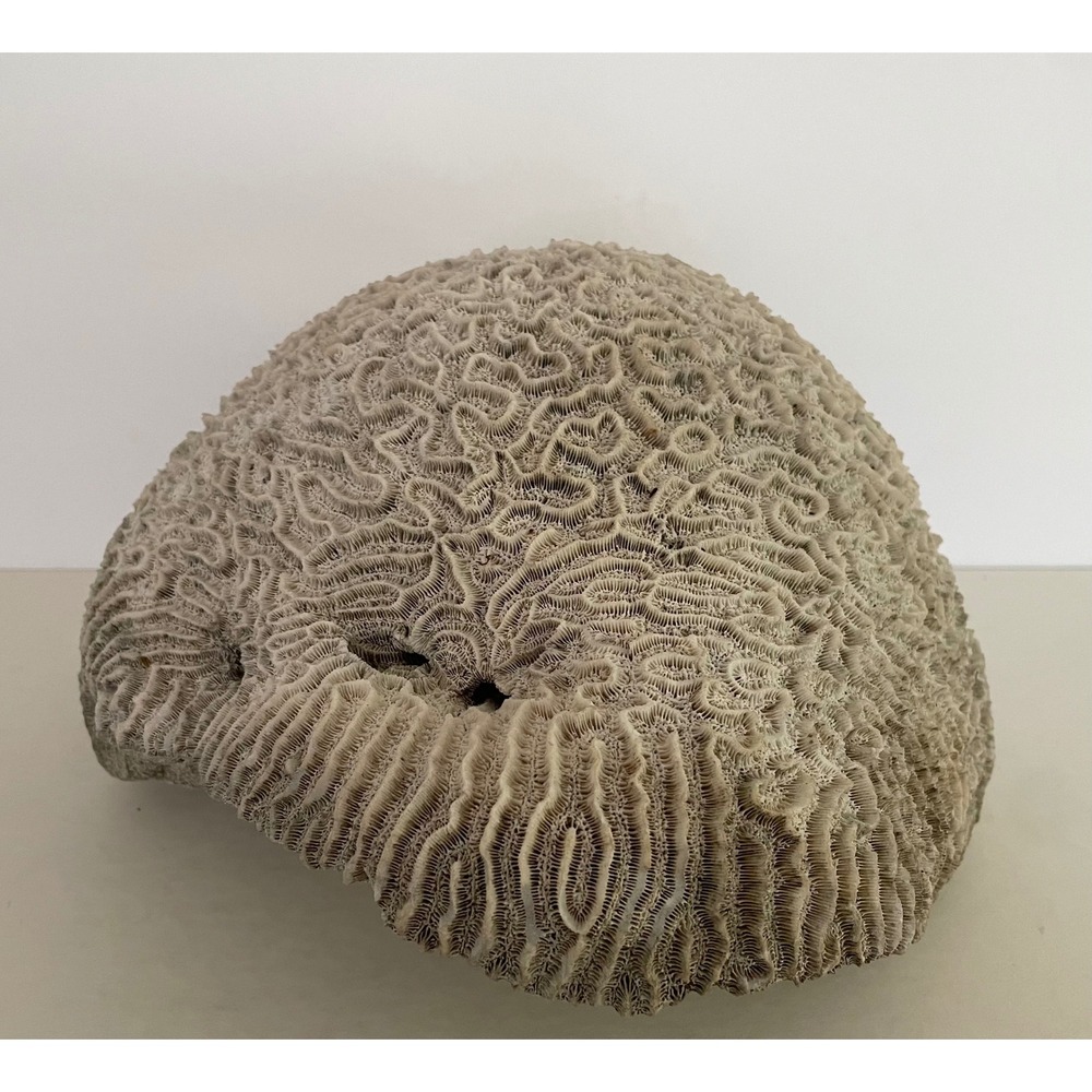 Natural Brain Coral Specimen Large Fossil Coastal Home Decor Nautical 8.5" 8lb